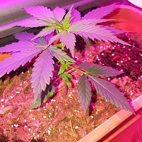 Project Redbeard #1 growlog photo: Growing Strong!