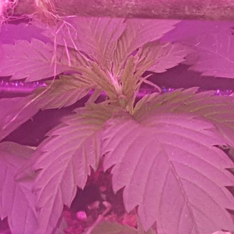 Tent 2.O growlog photo: FIM 