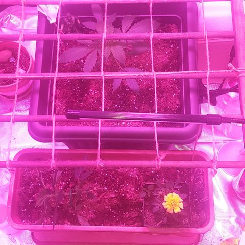 Project Redbeard #1 growlog photo: SCROG. FIM on rear. LST on front.
