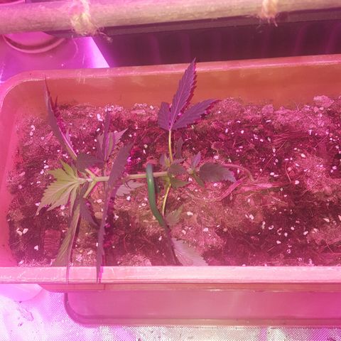 Project Redbeard #1 growlog photo: LST lean