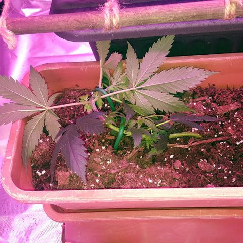Project Redbeard #1 growlog photo: LST