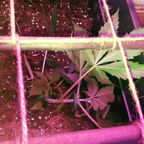 Tent 2.O growlog photo: LST.