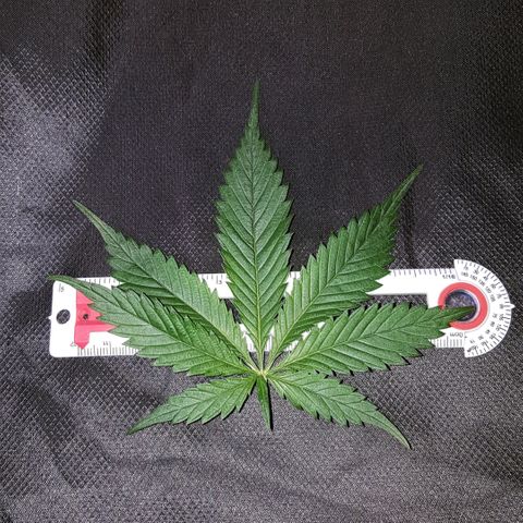 Project Redbeard #1 growlog timeline photo