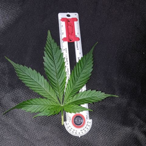Tent 2.O growlog timeline photo
