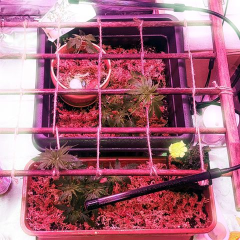 Project Redbeard #1 growlog photo: Plants received heavy trim to promote bushier growth. Top dressed with moist Sphagnum.