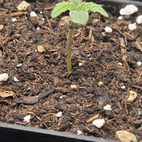 Wild Rose growlog photo: Die kleine Rose ist im Gewächshaus jetzt auf 120 cm gewachsen.