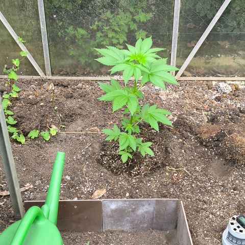 Wild Rose growlog photo: Die kleine Rose ist im Gewächshaus jetzt auf 120 cm gewachsen.