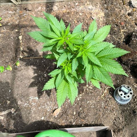 Wild Rose growlog photo: Die kleine Rose ist im Gewächshaus jetzt auf 120 cm gewachsen.