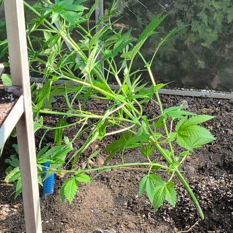 Wild Rose growlog photo: Die kleine Rose ist im Gewächshaus jetzt auf 120 cm gewachsen.