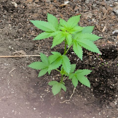 Wild Rose growlog photo: Die kleine Rose ist im Gewächshaus jetzt auf 120 cm gewachsen.