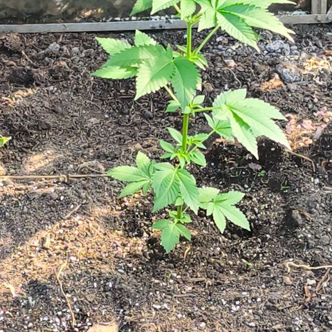 Wild Rose growlog photo: Die kleine Rose ist im Gewächshaus jetzt auf 120 cm gewachsen.