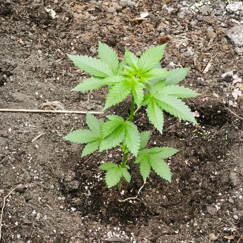 Wild Rose growlog photo: Die kleine Rose ist im Gewächshaus jetzt auf 120 cm gewachsen.