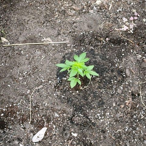 Wild Rose growlog photo: Die kleine Rose ist im Gewächshaus jetzt auf 120 cm gewachsen.