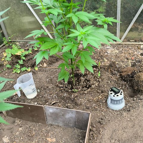 Wild Rose growlog photo: Die kleine Rose ist im Gewächshaus jetzt auf 120 cm gewachsen.