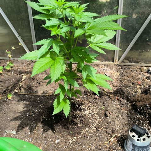 Wild Rose growlog photo: Die kleine Rose ist im Gewächshaus jetzt auf 120 cm gewachsen.