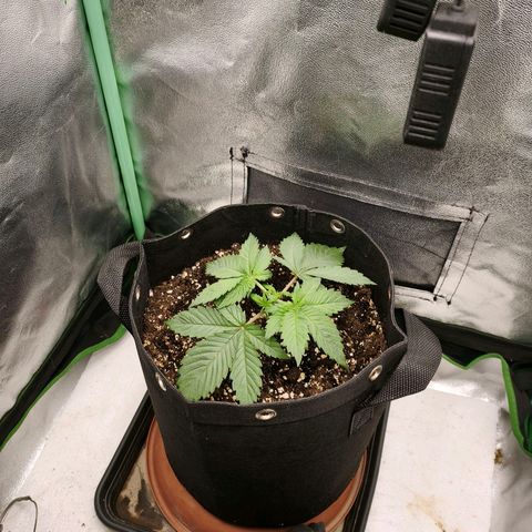 Psicodelicia  growlog photo: Erst im Topf und Zelt vorgezogen, dann nach draußen gestellt und ins Gewächshaus gepackt und aufgrund von zu viel Wachstum ins Zelt gestellt,alles nochmal getoppt aber auch direkt auf Blüte umgestellt, damit das Wachstum etwas gebremst wird. Die Pflanze hat die maximale Größe für das Zelt erreicht, sie ist jetzt 130 cm groß und ich habe genau 30 cm bis zur Lampe.