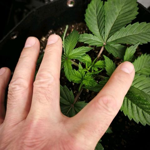 Psicodelicia  growlog photo: Erst im Topf und Zelt vorgezogen, dann nach draußen gestellt und ins Gewächshaus gepackt und aufgrund von zu viel Wachstum ins Zelt gestellt,alles nochmal getoppt aber auch direkt auf Blüte umgestellt, damit das Wachstum etwas gebremst wird. Die Pflanze hat die maximale Größe für das Zelt erreicht, sie ist jetzt 130 cm groß und ich habe genau 30 cm bis zur Lampe.