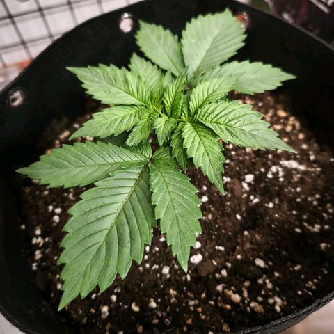 Psicodelicia  growlog photo: Erst im Topf und Zelt vorgezogen, dann nach draußen gestellt und ins Gewächshaus gepackt und aufgrund von zu viel Wachstum ins Zelt gestellt,alles nochmal getoppt aber auch direkt auf Blüte umgestellt, damit das Wachstum etwas gebremst wird. Die Pflanze hat die maximale Größe für das Zelt erreicht, sie ist jetzt 130 cm groß und ich habe genau 30 cm bis zur Lampe.
