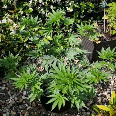 Psicodelicia  growlog photo: Erst im Topf und Zelt vorgezogen, dann nach draußen gestellt und ins Gewächshaus gepackt und aufgrund von zu viel Wachstum ins Zelt gestellt,alles nochmal getoppt aber auch direkt auf Blüte umgestellt, damit das Wachstum etwas gebremst wird. Die Pflanze hat die maximale Größe für das Zelt erreicht, sie ist jetzt 130 cm groß und ich habe genau 30 cm bis zur Lampe.