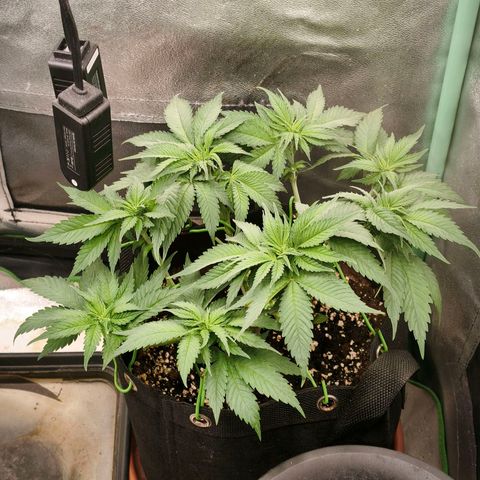 Psicodelicia  growlog photo: Erst im Topf und Zelt vorgezogen, dann nach draußen gestellt und ins Gewächshaus gepackt und aufgrund von zu viel Wachstum ins Zelt gestellt,alles nochmal getoppt aber auch direkt auf Blüte umgestellt, damit das Wachstum etwas gebremst wird. Die Pflanze hat die maximale Größe für das Zelt erreicht, sie ist jetzt 130 cm groß und ich habe genau 30 cm bis zur Lampe.
