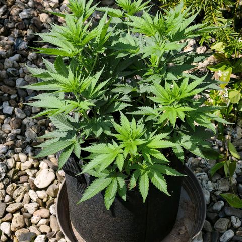 Psicodelicia  growlog photo: Erst im Topf und Zelt vorgezogen, dann nach draußen gestellt und ins Gewächshaus gepackt und aufgrund von zu viel Wachstum ins Zelt gestellt,alles nochmal getoppt aber auch direkt auf Blüte umgestellt, damit das Wachstum etwas gebremst wird. Die Pflanze hat die maximale Größe für das Zelt erreicht, sie ist jetzt 130 cm groß und ich habe genau 30 cm bis zur Lampe.