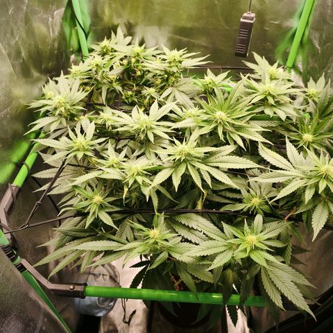 Psicodelicia  growlog photo: Erst im Topf und Zelt vorgezogen, dann nach draußen gestellt und ins Gewächshaus gepackt und aufgrund von zu viel Wachstum ins Zelt gestellt,alles nochmal getoppt aber auch direkt auf Blüte umgestellt, damit das Wachstum etwas gebremst wird. Die Pflanze hat die maximale Größe für das Zelt erreicht, sie ist jetzt 130 cm groß und ich habe genau 30 cm bis zur Lampe.