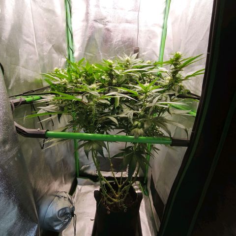 Psicodelicia  growlog photo: Erst im Topf und Zelt vorgezogen, dann nach draußen gestellt und ins Gewächshaus gepackt und aufgrund von zu viel Wachstum ins Zelt gestellt,alles nochmal getoppt aber auch direkt auf Blüte umgestellt, damit das Wachstum etwas gebremst wird. Die Pflanze hat die maximale Größe für das Zelt erreicht, sie ist jetzt 130 cm groß und ich habe genau 30 cm bis zur Lampe.
