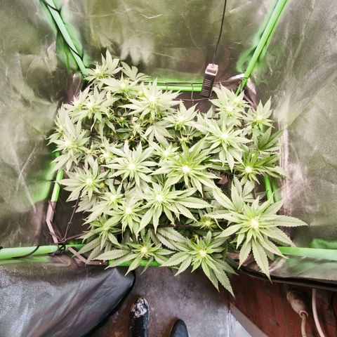 Psicodelicia  growlog photo: Erst im Topf und Zelt vorgezogen, dann nach draußen gestellt und ins Gewächshaus gepackt und aufgrund von zu viel Wachstum ins Zelt gestellt,alles nochmal getoppt aber auch direkt auf Blüte umgestellt, damit das Wachstum etwas gebremst wird. Die Pflanze hat die maximale Größe für das Zelt erreicht, sie ist jetzt 130 cm groß und ich habe genau 30 cm bis zur Lampe.
