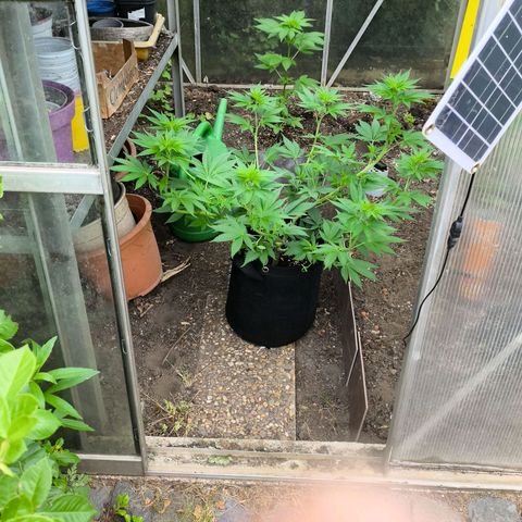 Psicodelicia  growlog photo: Erst im Topf und Zelt vorgezogen, dann nach draußen gestellt und ins Gewächshaus gepackt und aufgrund von zu viel Wachstum ins Zelt gestellt,alles nochmal getoppt aber auch direkt auf Blüte umgestellt, damit das Wachstum etwas gebremst wird. Die Pflanze hat die maximale Größe für das Zelt erreicht, sie ist jetzt 130 cm groß und ich habe genau 30 cm bis zur Lampe.