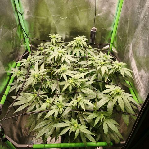 Psicodelicia  growlog photo: Erst im Topf und Zelt vorgezogen, dann nach draußen gestellt und ins Gewächshaus gepackt und aufgrund von zu viel Wachstum ins Zelt gestellt,alles nochmal getoppt aber auch direkt auf Blüte umgestellt, damit das Wachstum etwas gebremst wird. Die Pflanze hat die maximale Größe für das Zelt erreicht, sie ist jetzt 130 cm groß und ich habe genau 30 cm bis zur Lampe.