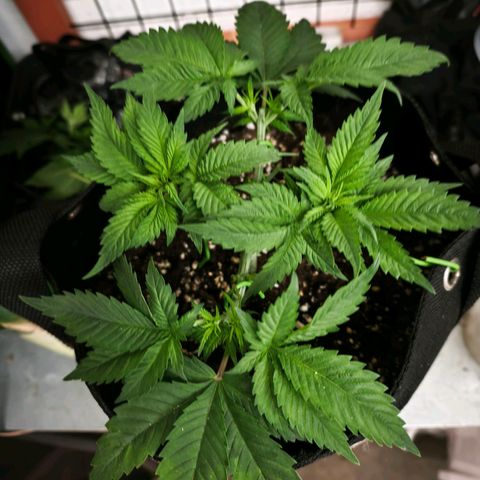 Psicodelicia  growlog photo: Erst im Topf und Zelt vorgezogen, dann nach draußen gestellt und ins Gewächshaus gepackt und aufgrund von zu viel Wachstum ins Zelt gestellt,alles nochmal getoppt aber auch direkt auf Blüte umgestellt, damit das Wachstum etwas gebremst wird. Die Pflanze hat die maximale Größe für das Zelt erreicht, sie ist jetzt 130 cm groß und ich habe genau 30 cm bis zur Lampe.