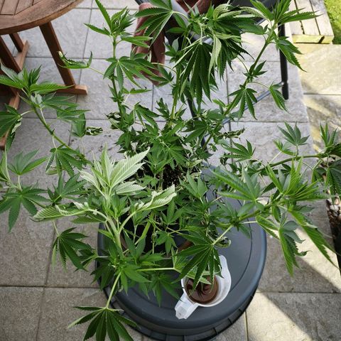 Psicodelicia  growlog photo: Erst im Topf und Zelt vorgezogen, dann nach draußen gestellt und ins Gewächshaus gepackt und aufgrund von zu viel Wachstum ins Zelt gestellt,alles nochmal getoppt aber auch direkt auf Blüte umgestellt, damit das Wachstum etwas gebremst wird. Die Pflanze hat die maximale Größe für das Zelt erreicht, sie ist jetzt 130 cm groß und ich habe genau 30 cm bis zur Lampe.