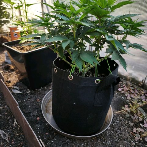 Psicodelicia  growlog photo: Erst im Topf und Zelt vorgezogen, dann nach draußen gestellt und ins Gewächshaus gepackt und aufgrund von zu viel Wachstum ins Zelt gestellt,alles nochmal getoppt aber auch direkt auf Blüte umgestellt, damit das Wachstum etwas gebremst wird. Die Pflanze hat die maximale Größe für das Zelt erreicht, sie ist jetzt 130 cm groß und ich habe genau 30 cm bis zur Lampe.