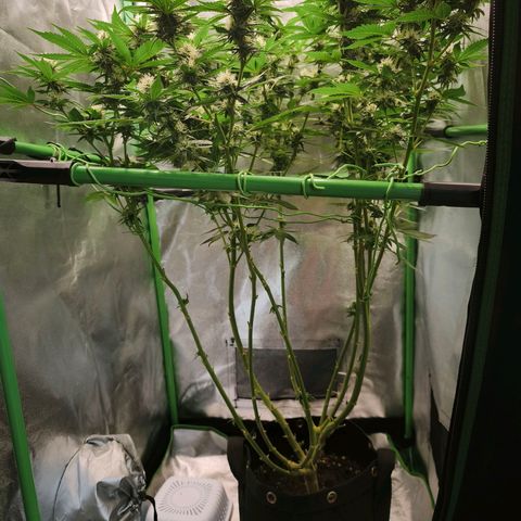 Psicodelicia  growlog photo: Erst im Topf und Zelt vorgezogen, dann nach draußen gestellt und ins Gewächshaus gepackt und aufgrund von zu viel Wachstum ins Zelt gestellt,alles nochmal getoppt aber auch direkt auf Blüte umgestellt, damit das Wachstum etwas gebremst wird. Die Pflanze hat die maximale Größe für das Zelt erreicht, sie ist jetzt 130 cm groß und ich habe genau 30 cm bis zur Lampe.
