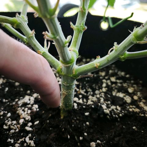Psicodelicia  growlog photo: Erst im Topf und Zelt vorgezogen, dann nach draußen gestellt und ins Gewächshaus gepackt und aufgrund von zu viel Wachstum ins Zelt gestellt,alles nochmal getoppt aber auch direkt auf Blüte umgestellt, damit das Wachstum etwas gebremst wird. Die Pflanze hat die maximale Größe für das Zelt erreicht, sie ist jetzt 130 cm groß und ich habe genau 30 cm bis zur Lampe.