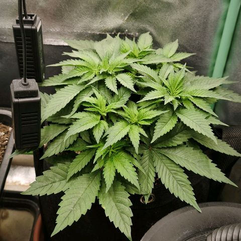 Psicodelicia  growlog photo: Erst im Topf und Zelt vorgezogen, dann nach draußen gestellt und ins Gewächshaus gepackt und aufgrund von zu viel Wachstum ins Zelt gestellt,alles nochmal getoppt aber auch direkt auf Blüte umgestellt, damit das Wachstum etwas gebremst wird. Die Pflanze hat die maximale Größe für das Zelt erreicht, sie ist jetzt 130 cm groß und ich habe genau 30 cm bis zur Lampe.