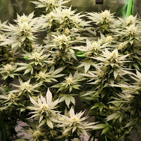 Psicodelicia  growlog photo: Erst im Topf und Zelt vorgezogen, dann nach draußen gestellt und ins Gewächshaus gepackt und aufgrund von zu viel Wachstum ins Zelt gestellt,alles nochmal getoppt aber auch direkt auf Blüte umgestellt, damit das Wachstum etwas gebremst wird. Die Pflanze hat die maximale Größe für das Zelt erreicht, sie ist jetzt 130 cm groß und ich habe genau 30 cm bis zur Lampe.