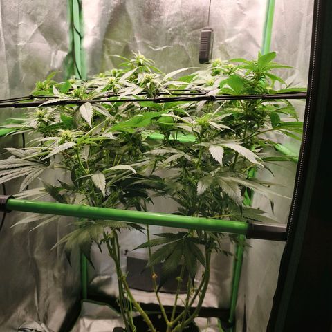Psicodelicia  growlog photo: Erst im Topf und Zelt vorgezogen, dann nach draußen gestellt und ins Gewächshaus gepackt und aufgrund von zu viel Wachstum ins Zelt gestellt,alles nochmal getoppt aber auch direkt auf Blüte umgestellt, damit das Wachstum etwas gebremst wird. Die Pflanze hat die maximale Größe für das Zelt erreicht, sie ist jetzt 130 cm groß und ich habe genau 30 cm bis zur Lampe.