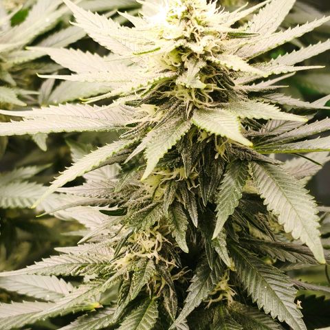 Psicodelicia  growlog photo: Erst im Topf und Zelt vorgezogen, dann nach draußen gestellt und ins Gewächshaus gepackt und aufgrund von zu viel Wachstum ins Zelt gestellt,alles nochmal getoppt aber auch direkt auf Blüte umgestellt, damit das Wachstum etwas gebremst wird. Die Pflanze hat die maximale Größe für das Zelt erreicht, sie ist jetzt 130 cm groß und ich habe genau 30 cm bis zur Lampe.