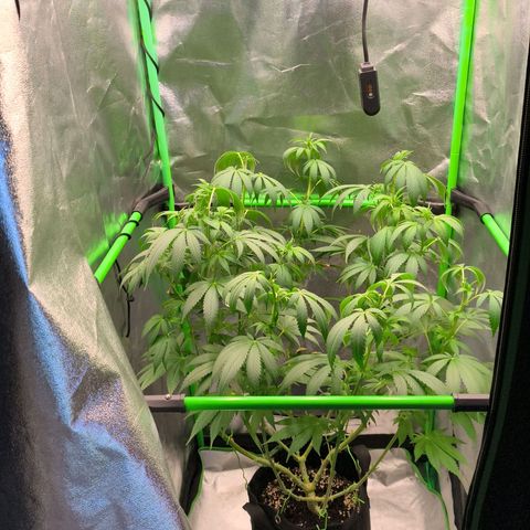 Psicodelicia  growlog photo: Erst im Topf und Zelt vorgezogen, dann nach draußen gestellt und ins Gewächshaus gepackt und aufgrund von zu viel Wachstum ins Zelt gestellt,alles nochmal getoppt aber auch direkt auf Blüte umgestellt, damit das Wachstum etwas gebremst wird. Die Pflanze hat die maximale Größe für das Zelt erreicht, sie ist jetzt 130 cm groß und ich habe genau 30 cm bis zur Lampe.