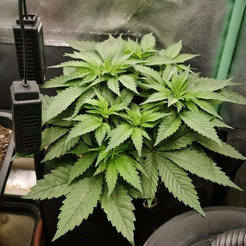 Psicodelicia  growlog photo: Erst im Topf und Zelt vorgezogen, dann nach draußen gestellt und ins Gewächshaus gepackt und aufgrund von zu viel Wachstum ins Zelt gestellt,alles nochmal getoppt aber auch direkt auf Blüte umgestellt, damit das Wachstum etwas gebremst wird. Die Pflanze hat die maximale Größe für das Zelt erreicht, sie ist jetzt 130 cm groß und ich habe genau 30 cm bis zur Lampe.