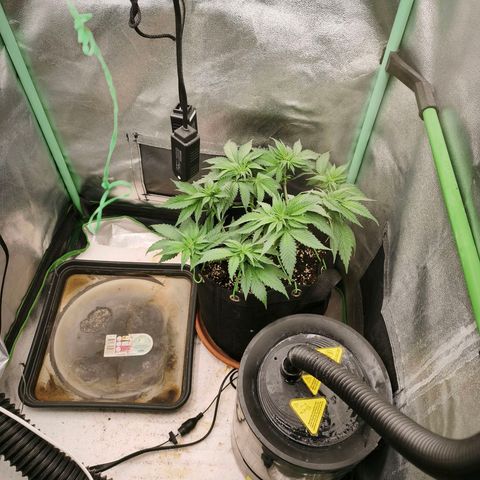 Psicodelicia  growlog photo: Erst im Topf und Zelt vorgezogen, dann nach draußen gestellt und ins Gewächshaus gepackt und aufgrund von zu viel Wachstum ins Zelt gestellt,alles nochmal getoppt aber auch direkt auf Blüte umgestellt, damit das Wachstum etwas gebremst wird. Die Pflanze hat die maximale Größe für das Zelt erreicht, sie ist jetzt 130 cm groß und ich habe genau 30 cm bis zur Lampe.
