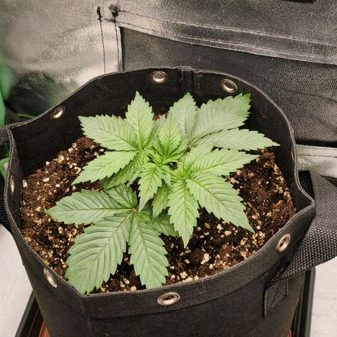 Psicodelicia  growlog photo: Erst im Topf und Zelt vorgezogen, dann nach draußen gestellt und ins Gewächshaus gepackt und aufgrund von zu viel Wachstum ins Zelt gestellt,alles nochmal getoppt aber auch direkt auf Blüte umgestellt, damit das Wachstum etwas gebremst wird. Die Pflanze hat die maximale Größe für das Zelt erreicht, sie ist jetzt 130 cm groß und ich habe genau 30 cm bis zur Lampe.