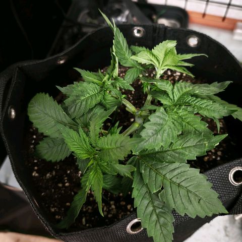 Psicodelicia  growlog photo: Erst im Topf und Zelt vorgezogen, dann nach draußen gestellt und ins Gewächshaus gepackt und aufgrund von zu viel Wachstum ins Zelt gestellt,alles nochmal getoppt aber auch direkt auf Blüte umgestellt, damit das Wachstum etwas gebremst wird. Die Pflanze hat die maximale Größe für das Zelt erreicht, sie ist jetzt 130 cm groß und ich habe genau 30 cm bis zur Lampe.
