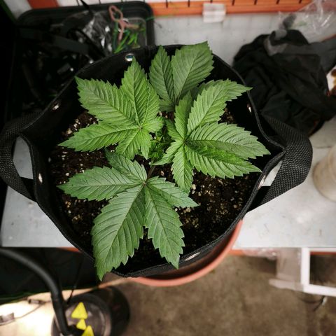 Psicodelicia  growlog photo: Erst im Topf und Zelt vorgezogen, dann nach draußen gestellt und ins Gewächshaus gepackt und aufgrund von zu viel Wachstum ins Zelt gestellt,alles nochmal getoppt aber auch direkt auf Blüte umgestellt, damit das Wachstum etwas gebremst wird. Die Pflanze hat die maximale Größe für das Zelt erreicht, sie ist jetzt 130 cm groß und ich habe genau 30 cm bis zur Lampe.