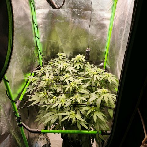 Psicodelicia  growlog photo: Erst im Topf und Zelt vorgezogen, dann nach draußen gestellt und ins Gewächshaus gepackt und aufgrund von zu viel Wachstum ins Zelt gestellt,alles nochmal getoppt aber auch direkt auf Blüte umgestellt, damit das Wachstum etwas gebremst wird. Die Pflanze hat die maximale Größe für das Zelt erreicht, sie ist jetzt 130 cm groß und ich habe genau 30 cm bis zur Lampe.