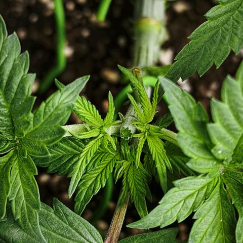 Psicodelicia  growlog photo: Erst im Topf und Zelt vorgezogen, dann nach draußen gestellt und ins Gewächshaus gepackt und aufgrund von zu viel Wachstum ins Zelt gestellt,alles nochmal getoppt aber auch direkt auf Blüte umgestellt, damit das Wachstum etwas gebremst wird. Die Pflanze hat die maximale Größe für das Zelt erreicht, sie ist jetzt 130 cm groß und ich habe genau 30 cm bis zur Lampe.