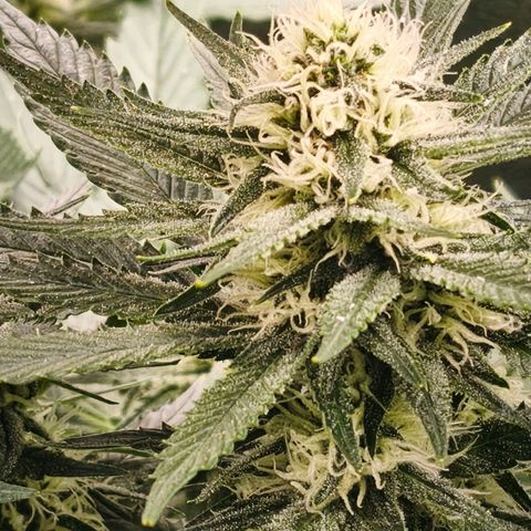 Psicodelicia  growlog photo: Erst im Topf und Zelt vorgezogen, dann nach draußen gestellt und ins Gewächshaus gepackt und aufgrund von zu viel Wachstum ins Zelt gestellt,alles nochmal getoppt aber auch direkt auf Blüte umgestellt, damit das Wachstum etwas gebremst wird. Die Pflanze hat die maximale Größe für das Zelt erreicht, sie ist jetzt 130 cm groß und ich habe genau 30 cm bis zur Lampe.
