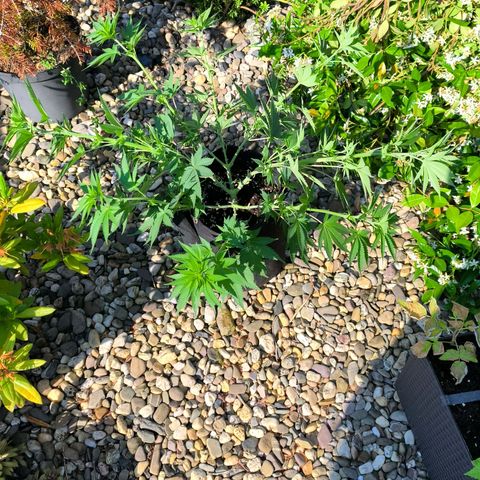 Psicodelicia  growlog photo: Erst im Topf und Zelt vorgezogen, dann nach draußen gestellt und ins Gewächshaus gepackt und aufgrund von zu viel Wachstum ins Zelt gestellt,alles nochmal getoppt aber auch direkt auf Blüte umgestellt, damit das Wachstum etwas gebremst wird. Die Pflanze hat die maximale Größe für das Zelt erreicht, sie ist jetzt 130 cm groß und ich habe genau 30 cm bis zur Lampe.
