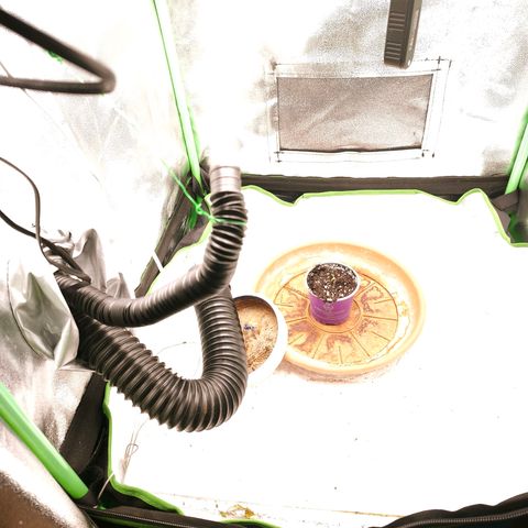 Psicodelicia  growlog photo: Erst im Topf und Zelt vorgezogen, dann nach draußen gestellt und ins Gewächshaus gepackt und aufgrund von zu viel Wachstum ins Zelt gestellt,alles nochmal getoppt aber auch direkt auf Blüte umgestellt, damit das Wachstum etwas gebremst wird. Die Pflanze hat die maximale Größe für das Zelt erreicht, sie ist jetzt 130 cm groß und ich habe genau 30 cm bis zur Lampe.